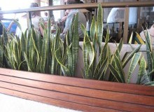Kwikfynd Indoor Planting
jimenbuen