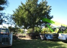 Kwikfynd Tree Management Services
jimenbuen