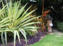 Kwikfynd Tropical Landscaping
jimenbuen