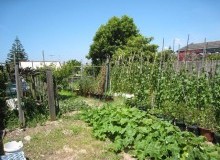 Kwikfynd Vegetable Gardens
jimenbuen
